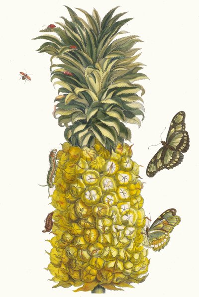 アナナス・ムール。 1705 年に『Metamorphosisinstorum Surinamensium』という本から。 作： Maria Sibylla Merian