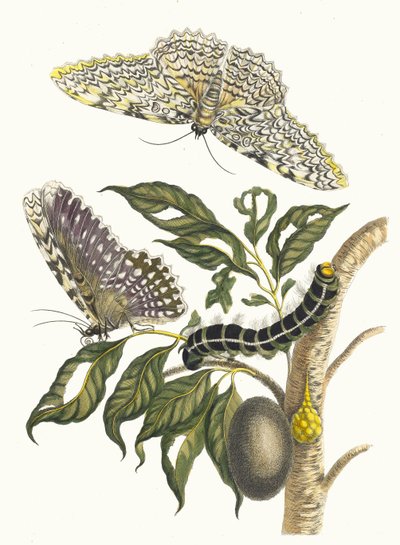 Arbre de gomme-gutte. 1705 年に『Metamorphosisinstorum Surinamensium』という本から。 作： Maria Sibylla Merian