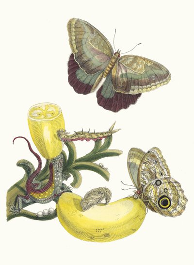 バックコア。 1705 年に『Metamorphosisinstorum Surinamensium』という本から。 作： Maria Sibylla Merian