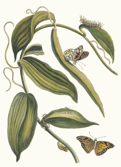 バニラ。 1705 年に『Metamorphosisinstorum Surinamensium』という本から。 作： Maria Sibylla Merian
