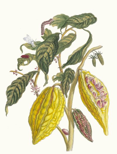 カカオ。 1705 年に『Metamorphosisinstorum Surinamensium』という本から。 作： Maria Sibylla Merian