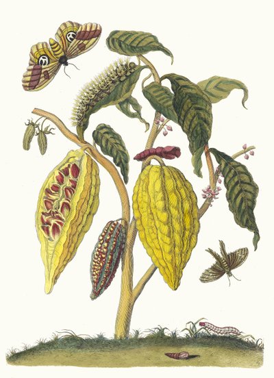 カカオ。 1705 年に『Metamorphosisinstorum Surinamensium』という本から。 作： Maria Sibylla Merian