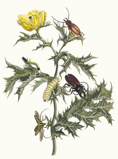 とげのあるアザミ スリナムの昆虫の本変態、1705年から。 作： Maria Sibylla Merian