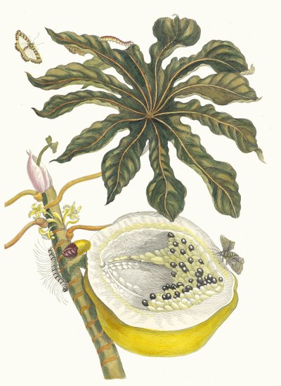 カリカパパイヤ。 1705 年に『Metamorphosisinstorum Surinamensium』という本から。 作： Maria Sibylla Merian