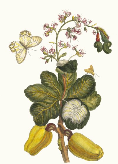 カシュー。 1705 年に『Metamorphosisinstorum Surinamensium』という本から。 作： Maria Sibylla Merian