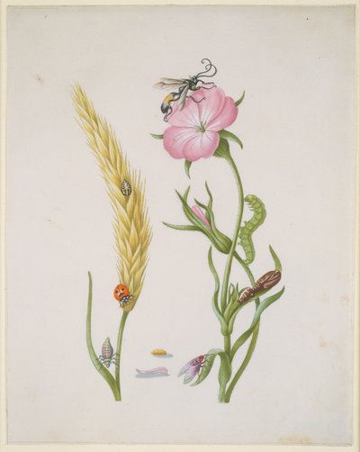  作： Maria Sibylla Merian