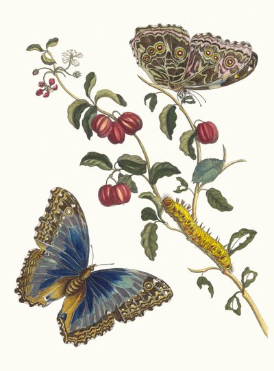 セリーズ ダメリク。 1705 年に『Metamorphosisinstorum Surinamensium』という本から。 作： Maria Sibylla Merian