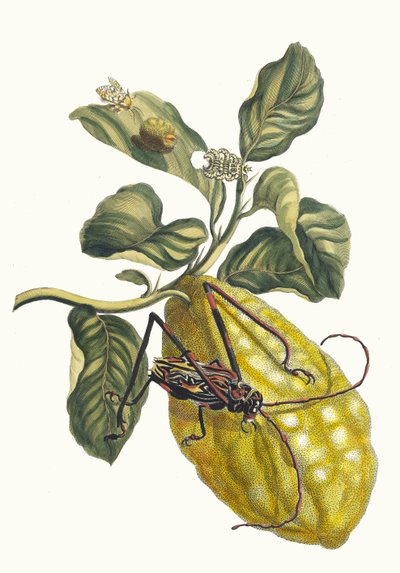 シトロニエ。 1705 年に『Metamorphosisinstorum Surinamensium』という本から。 作： Maria Sibylla Merian