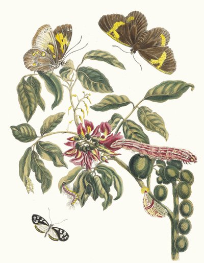 コロニラ アメリカーナ樹木。 スリナムの昆虫の本変態、1705年から。 作： Maria Sibylla Merian