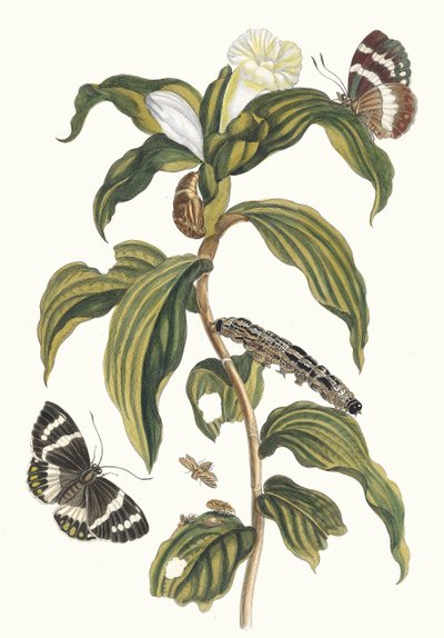 アラビア語のコスト。 スリナムの昆虫の本変態、1705年から。 作： Maria Sibylla Merian
