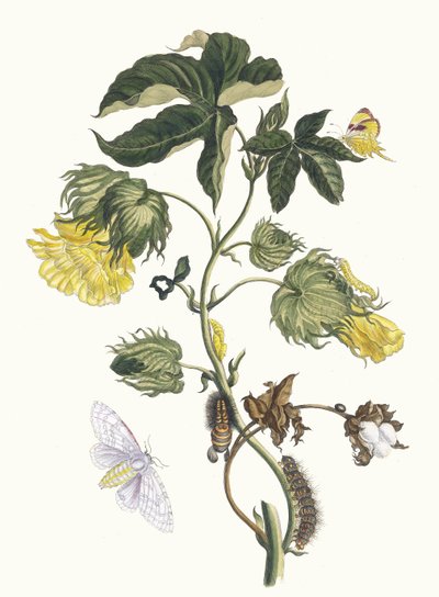 コトニエ。 1705 年に『Metamorphosisinstorum Surinamensium』という本から。 作： Maria Sibylla Merian