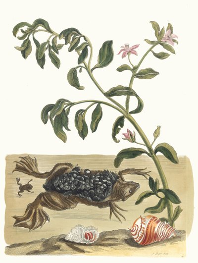 クレソン。 1705 年に『Metamorphosisinstorum Surinamensium』という本から。 作： Maria Sibylla Merian