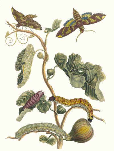 フィギュアエ・ダメリク。 1705 年に『Metamorphosisinstorum Surinamensium』という本から。 作： Maria Sibylla Merian