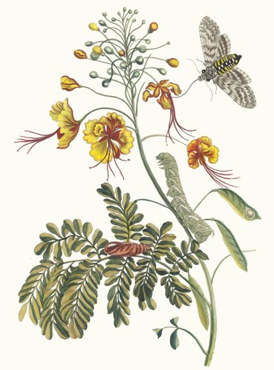 孔雀の花 スリナムの昆虫の本変態、1705年から。 作： Maria Sibylla Merian