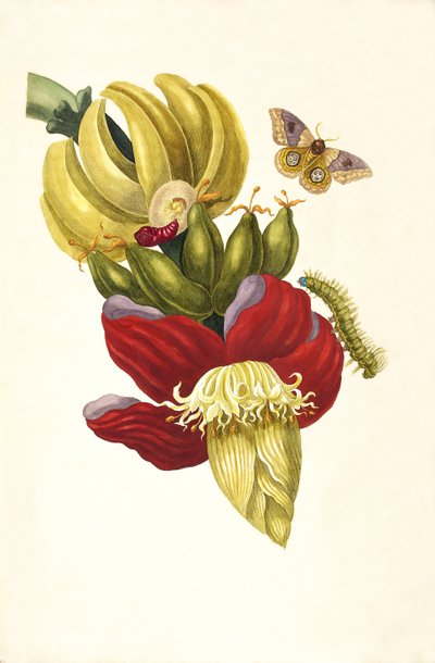 1705 年に『Metamorphosisinstorum Surinamensium』という本から。 作： Maria Sibylla Merian