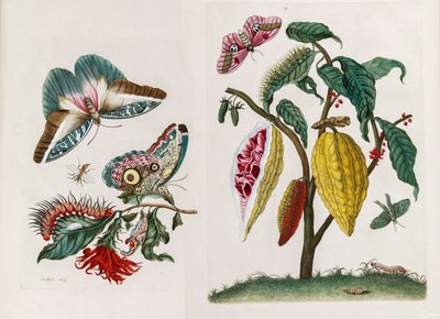 1705 年に『Metamorphosisinstorum Surinamensium』という本から。 作： Maria Sibylla Merian