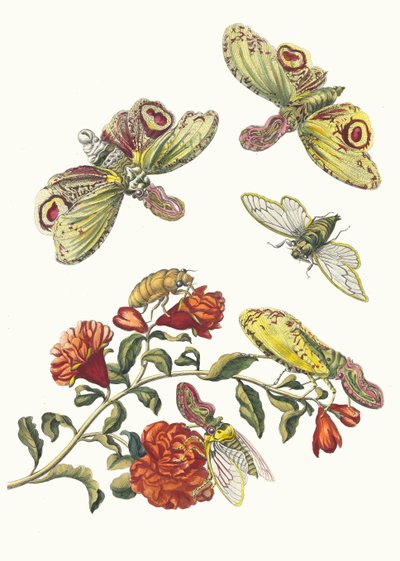 擲弾兵。 1705 年に『Metamorphosisinstorum Surinamensium』という本から。 作： Maria Sibylla Merian