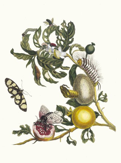 グアハベス。 1705 年に『Metamorphosisinstorum Surinamensium』という本から。 作： Maria Sibylla Merian