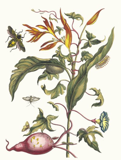 Ipomoea batatas と Heliconia psittacum。 1705年、『変態昆虫学』より。 作： Maria Sibylla Merian
