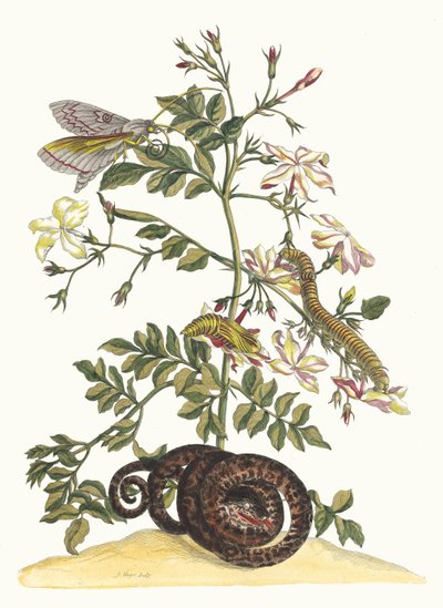 ジャスミナム・グランディフローラム。 1705 年に『Metamorphosisinstorum Surinamensium』という本から。 作： Maria Sibylla Merian