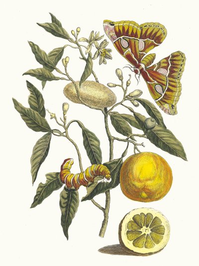 レモン。 1705 年に『Metamorphosisinstorum Surinamensium』という本から。 作： Maria Sibylla Merian