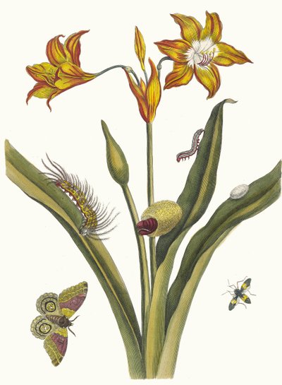 リス・ルージュ。 1705 年に『Metamorphosisinstorum Surinamensium』という本から。 作： Maria Sibylla Merian