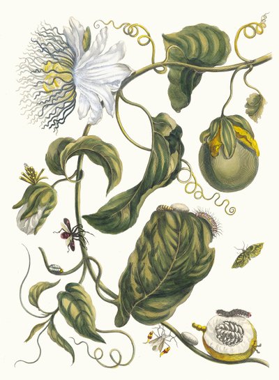 マルキア。 1705 年に『Metamorphosisinstorum Surinamensium』という本から。 作： Maria Sibylla Merian