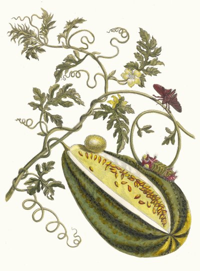 メロンドー。 1705 年に『Metamorphosisinstorum Surinamensium』という本から。 作： Maria Sibylla Merian