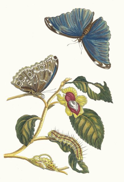 ネフリエ。 1705 年に『Metamorphosisinstorum Surinamensium』という本から。 作： Maria Sibylla Merian