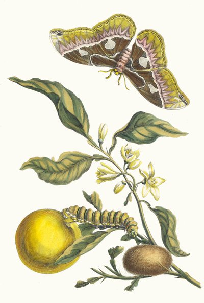オランジャー。 1705 年に『Metamorphosisinstorum Surinamensium』という本から。 作： Maria Sibylla Merian