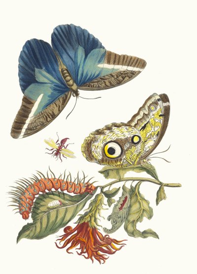 パキスタキス・コクシネア。 1705 年に『Metamorphosisinstorum Surinamensium』という本から。 作： Maria Sibylla Merian