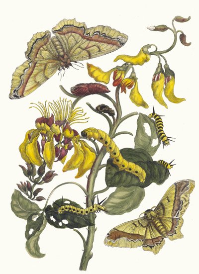 パリサイデンブーム。 1705 年に『Metamorphosisinstorum Surinamensium』という本から。 作： Maria Sibylla Merian