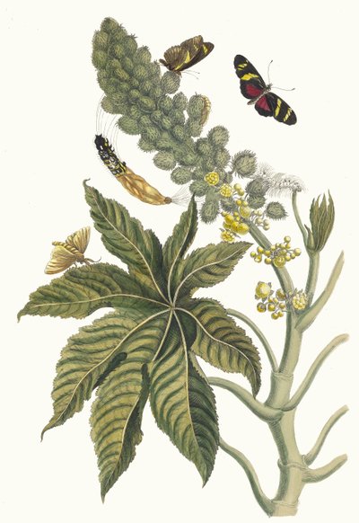 パルマ・クリスティ。 1705 年に『Metamorphosisinstorum Surinamensium』という本から。 作： Maria Sibylla Merian
