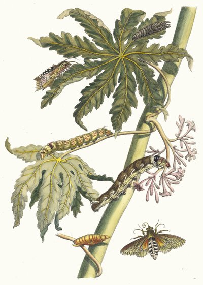 パパイ。 1705 年に『Metamorphosisinstorum Surinamensium』という本から。 作： Maria Sibylla Merian
