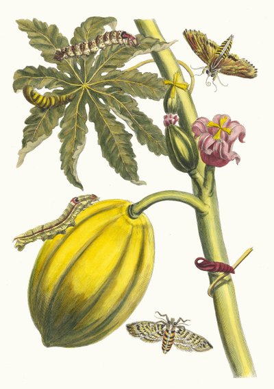 パパイヤ。 1705 年に『Metamorphosisinstorum Surinamensium』という本から。 作： Maria Sibylla Merian
