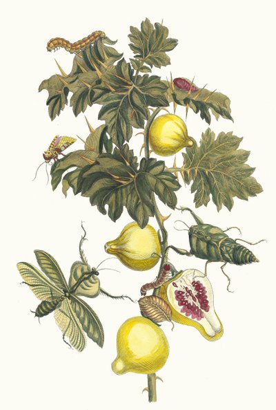 ポム・ド・ソドメ。 1705 年に『Metamorphosisinstorum Surinamensium』という本から。 作： Maria Sibylla Merian
