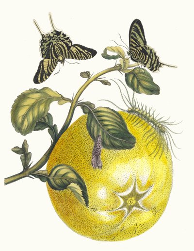 ポンペルムース。 1705 年に『Metamorphosisinstorum Surinamensium』という本から。 作： Maria Sibylla Merian