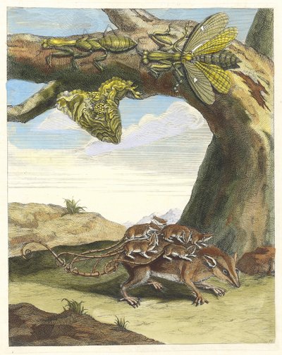 ラット・デ・フォレスト。 1705 年に『Metamorphosisinstorum Surinamensium』という本から。 作： Maria Sibylla Merian