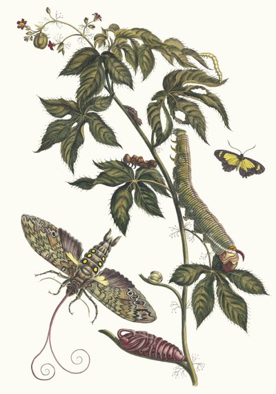 リシヌス・ダメリク スリナムの昆虫の本変態、1705年から。 作： Maria Sibylla Merian