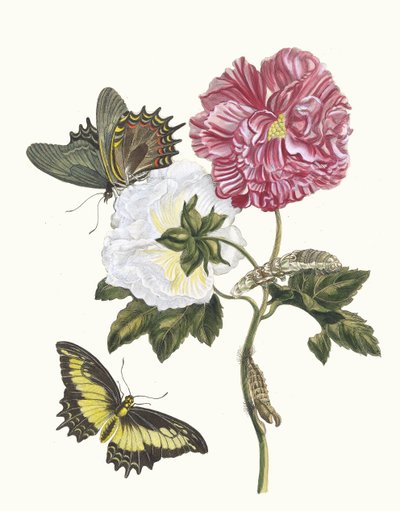 ロジャー。 1705 年に『Metamorphosisinstorum Surinamensium』という本から。 作： Maria Sibylla Merian