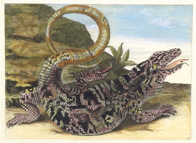 ソーヴガルド。 1705 年に『Metamorphosisinstorum Surinamensium』という本から。 作： Maria Sibylla Merian