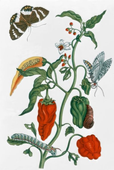 スペインのコショウ- MSMerian 作： Maria Sibylla Merian