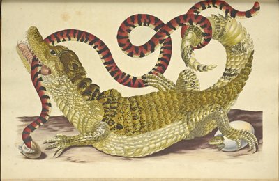 メガネカイマン カイマン クロコダイラスと偽サンゴのヘビ、1705 年。 作： Maria Sibylla Merian