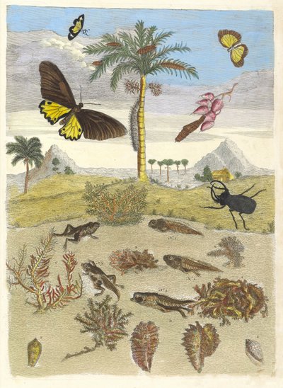 クワガタ、両生類、ヤシの木。 1705年、『変態昆虫学』より。 作： Maria Sibylla Merian