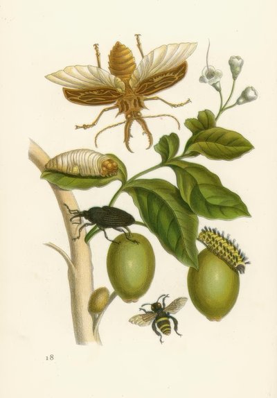 タブルーバ、カブトムシ... - MSMerian 作： Maria Sibylla Merian