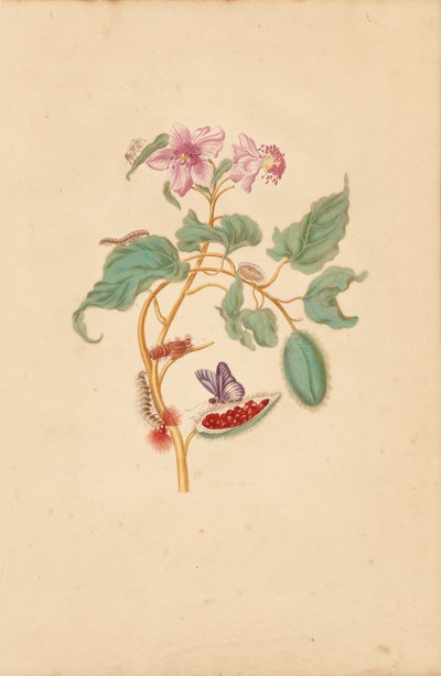青虫、蛾、蝶とロクの木 作： Maria Sibylla Merian