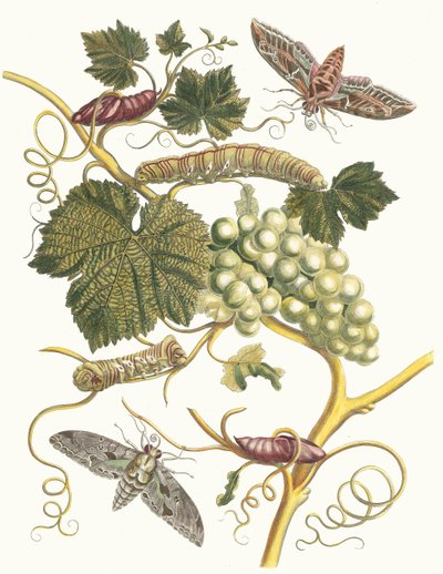 ヴィーニュ・ブランシュ・ダメリク。 1705 年に『Metamorphosisinstorum Surinamensium』という本から。 作： Maria Sibylla Merian