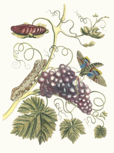 ヴィーニュ・ダメリク。 スリナムの昆虫の本変態、1705年から。 作： Maria Sibylla Merian
