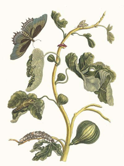 ホワイトグァバ。 1705 年に『Metamorphosisinstorum Surinamensium』という本から。 作： Maria Sibylla Merian