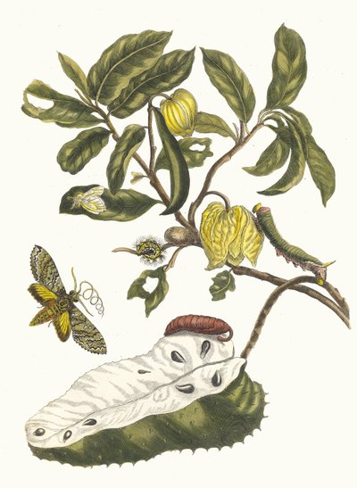 ズルサク。 1705 年に『Metamorphosisinstorum Surinamensium』という本から。 作： Maria Sibylla Merian